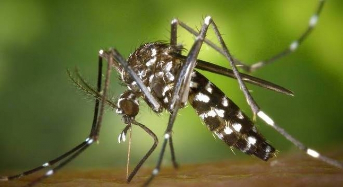 MS chega a 11 mortes por dengue em 2020: criança de Campo Grande é a 11ª vítima