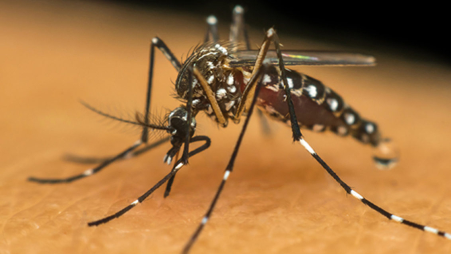 Dengue mata 2 homens e contabiliza 29 óbitos no Estado em 2023