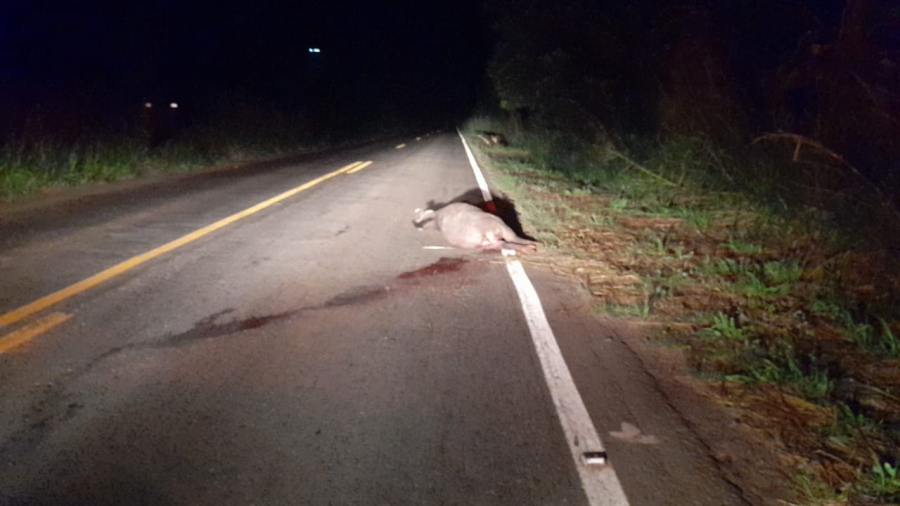 Anta é atropelada e morta próximo à Serra Sucuriú, em Paraíso das Águas