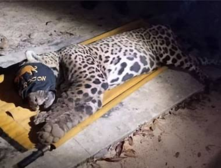 Fragmentos de ossos e cabelos encontrados em fezes de onça que atacou caseiro no Pantanal
