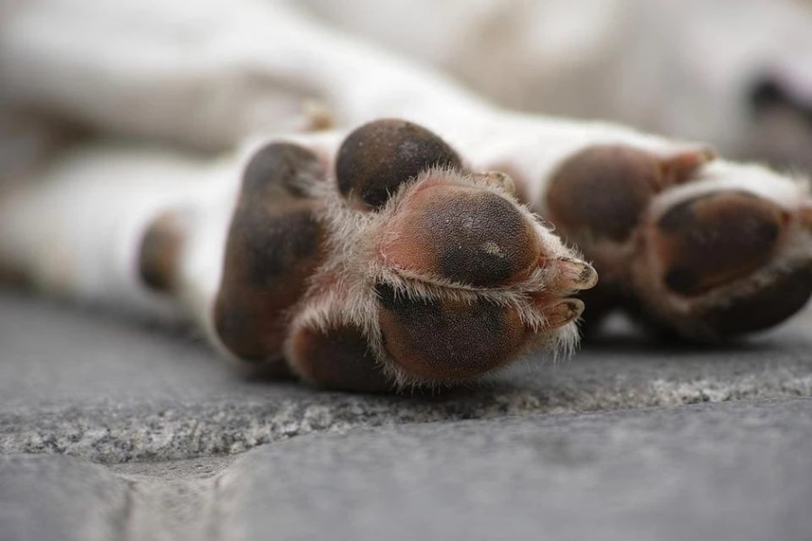 Polícia investiga morador que atraía cachorros para estuprar e matar em MS