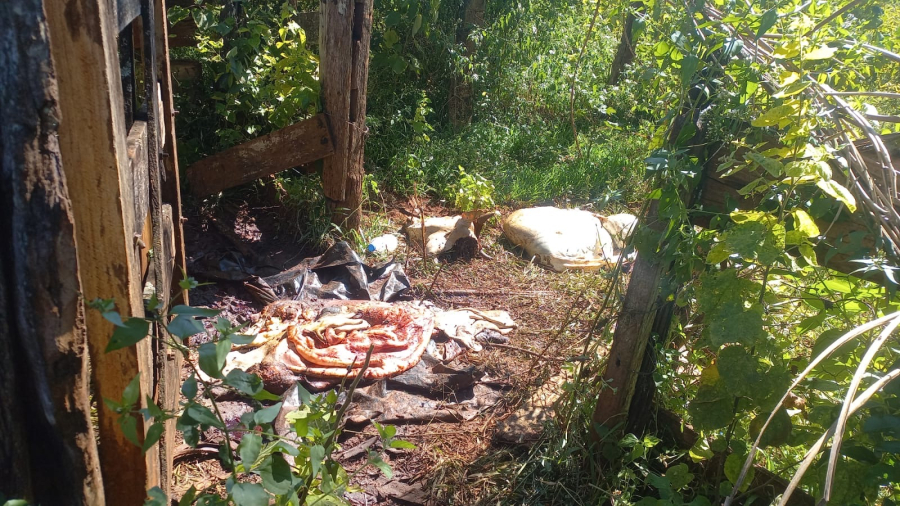 Polícia Civil esclarece furto de gado e apreende arma de fogo irregular na zona rural